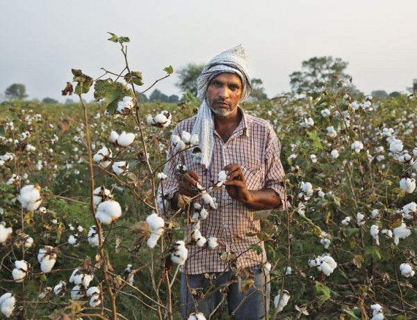 India May Extend Duty-Free Cotton Imports, Raising Concerns Over Farmers’ Interests and Self-Reliance