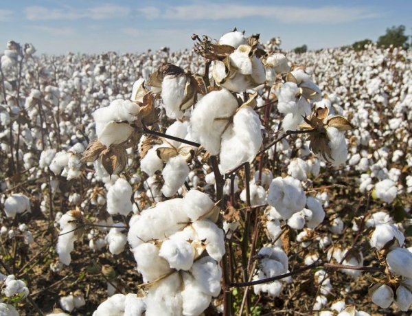 India's Cotton Output Falls 17% in Five Years; Raw Cotton Imports Jump Over 80%