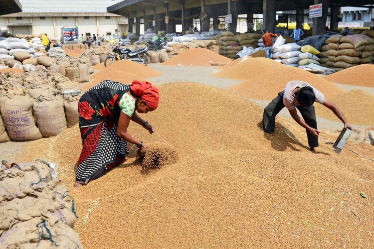 Three BJP-ruled states become challenge for the Centre in wheat ...