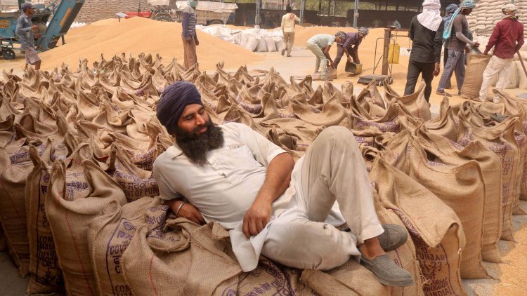 Punjab, Haryana save govt: procurement of wheat to cross 250 LT averting crisis