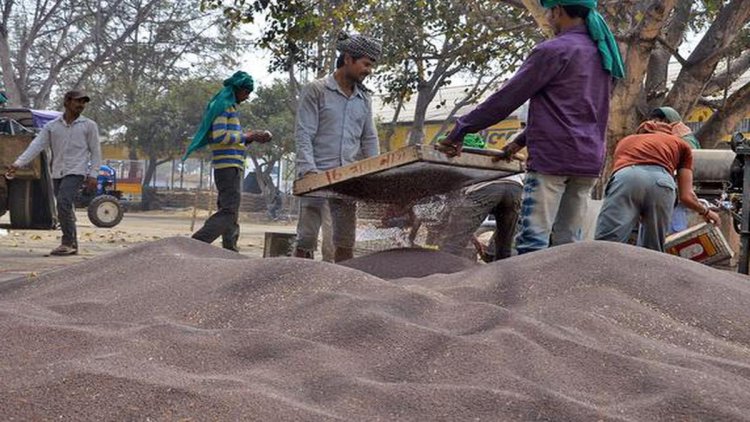 Farmers suffer as mustard price fall below MSP due to low price import of edible oils