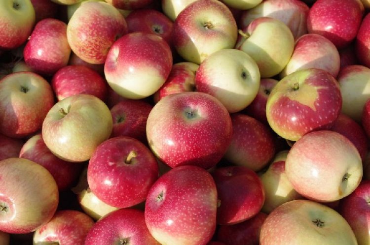 Relief to Gardeners: No import of cheap apples, minimum import price Rs 50/kg