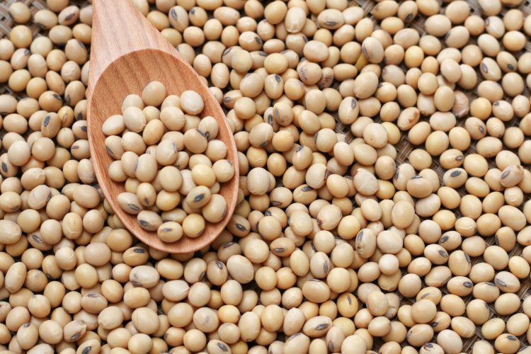 Price of new soybean crop less than MSP by up to Rs 1,000; farmers waiting for price rise