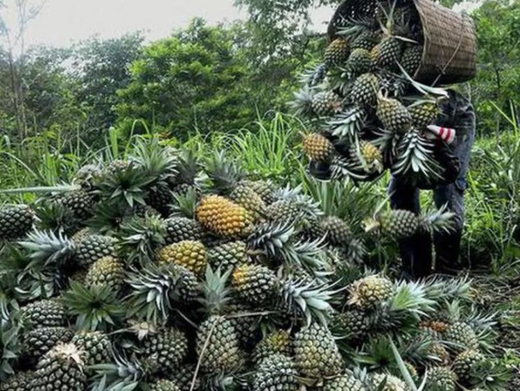 Tripura Queen Pineapple among NE products to get GI tag