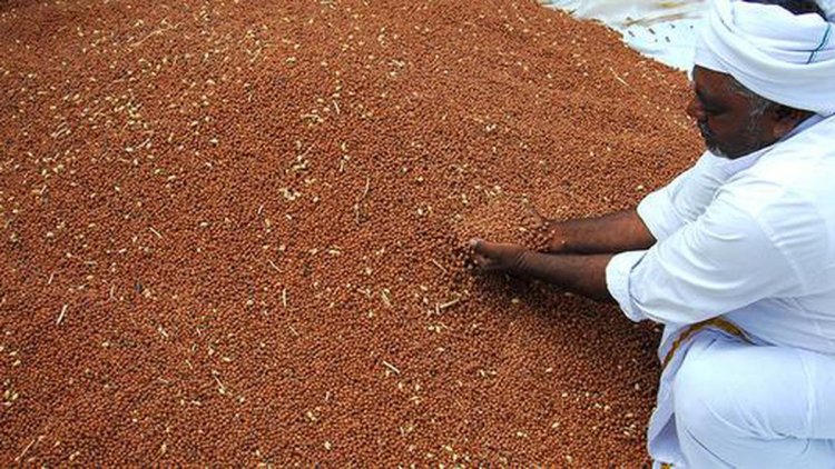 3305.34 lakh tonne foodgrain production for 2022-23, says latest estimate