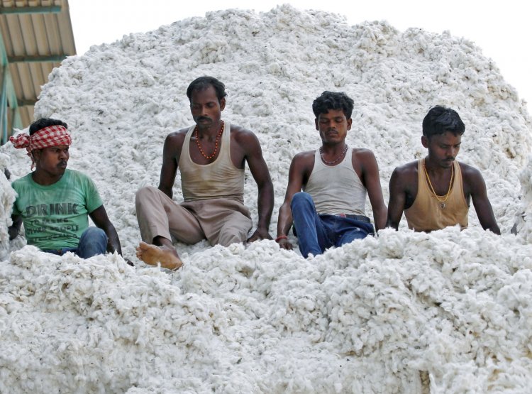 Cotton paradox: Less output, but lowest price in two yrs