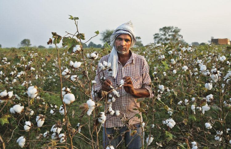 CAI estimates cotton pressing at 294.10 lakh bales for 2023-24 season
