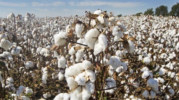 Cotton Development Board mooted to ensure India stays global leader in cotton production, export