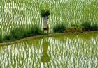 Madhya Pradesh Extends Bhavantar Scheme to Paddy Crop