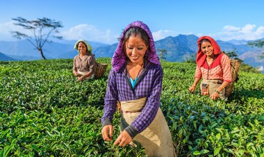 Double whammy for Darjeeling tea gardens- falling productivity and low price realisation