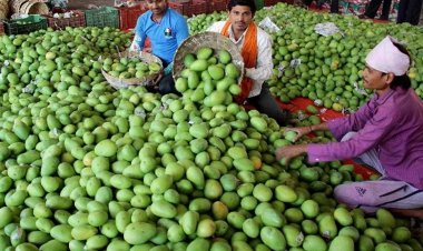 WB mango growers seek govt support