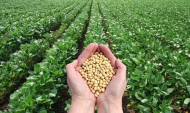 Soybean Production Drops 16 pc, Yet Farmers Struggle to Get MSP