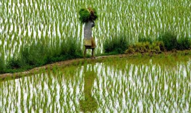 Paddy, soyabean area down by 34 pc, Arhar 65 pc, cotton 14 pc