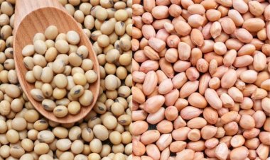 India's oilseed exports may grow by 10-15 pc this fiscal