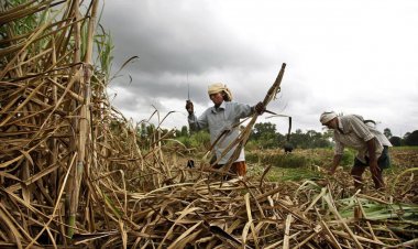 FRP of sugarcane hiked by Rs 25, but due to low recovery farmers may not get benefit