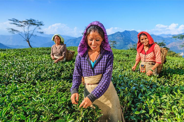 Double whammy for Darjeeling tea gardens- falling productivity and low price realisation