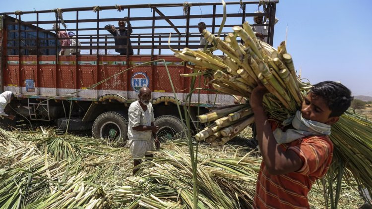 Sugarcane crisis forces UP sugar mills to close prematurely, price given above Rs 400