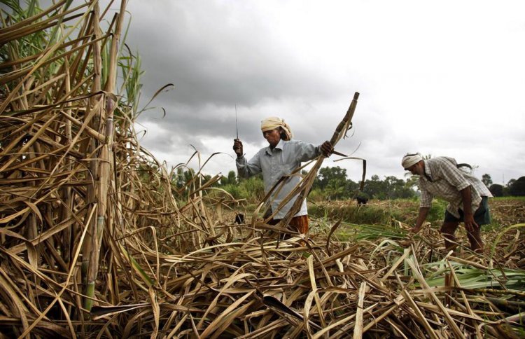 Sugarcane FRP increased by Rs 10, will be cut if the recovery is less than 10.25%