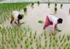 Kharif Sowing Gains Momentum; Acreage Up 1.95 Lakh Hectares Over Last Year