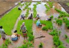 Kharif Sowing Momentum Weakens; Acreage Gap Widens to 1.73