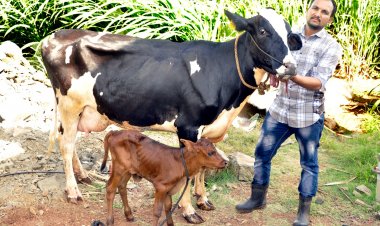 Birth of female calf Laxmi heralds’ prosperity