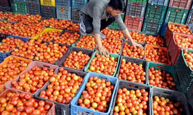 Tomato Price Hike Disrupts Kitchen Budgets, Production Hit by Extreme Heat