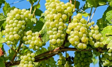 Samunnati aids farmgate procurement, direct grape export to the Netherlands