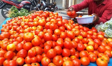 NCCF and NAFED to sell tomatoes at Rs 40 per kg from Sunday