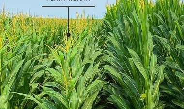 Semi dwarf variety of corn to begin a new era of crops, resilient to climate change