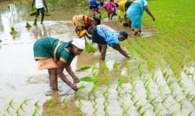 Paddy sowing area falls by 10 pc, Arhar by 42 pc