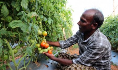 Netafim revolutionises tomato farming in Shivpuri (MP)
