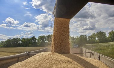 Wheat prices soar in global markets as Black Sea grain deal collapses