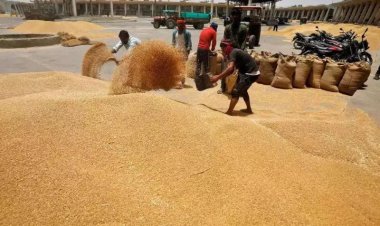 Prices of grains fall in global market, vegetable oil, sugar cost more: FAO