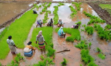 Kharif Crops Sown in 64% area; Significant Progress in Pulses and Oilseeds but Area of Coarse Grains Decline
