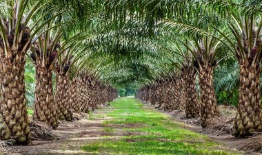 Mega drive to boost oil palm cultivation