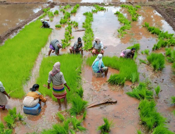 Kharif Sowing Momentum Weakens; Acreage Gap Widens to 1.73