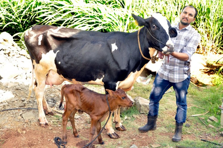 Birth of female calf Laxmi heralds’ prosperity