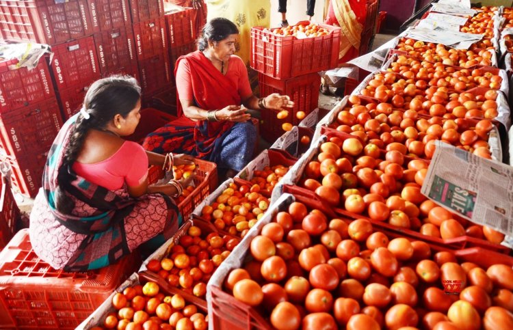 Centre to sell tomatoes at discounted rates from tomorrow