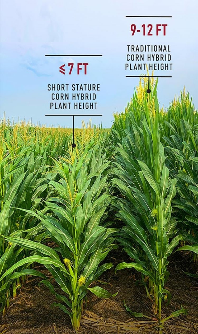 Semi dwarf variety of corn to begin a new era of crops, resilient to climate change