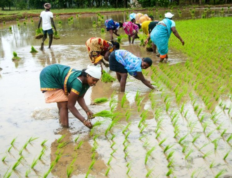 Paddy sowing area falls by 10 pc, Arhar by 42 pc