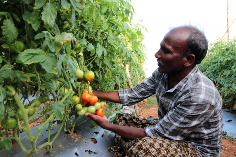 Netafim revolutionises tomato farming in Shivpuri (MP)