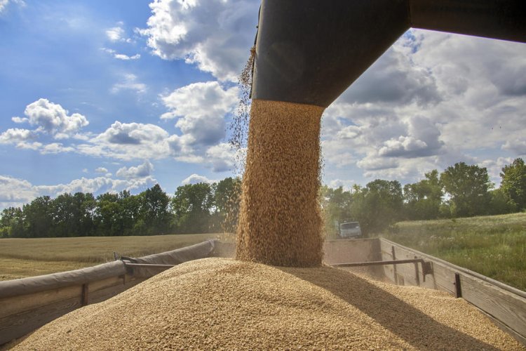 Wheat prices soar in global markets as Black Sea grain deal collapses