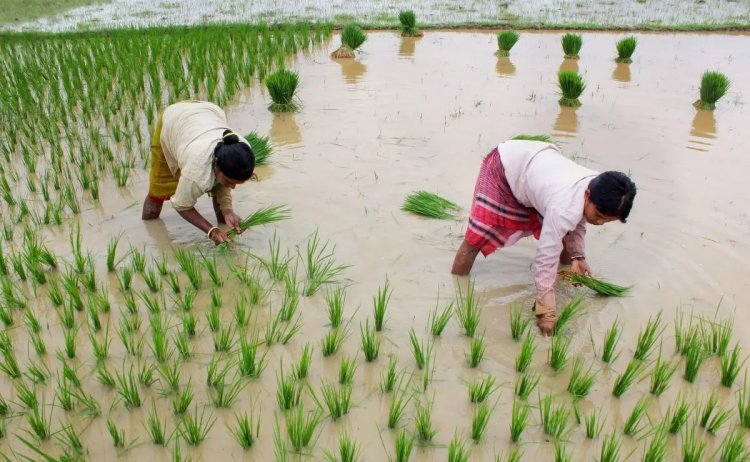 Paddy planting leads overall 2023 kharif crops sowing in India