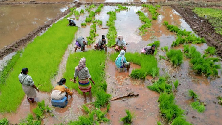 Paddy planting continues to lead Kharif crops sowing