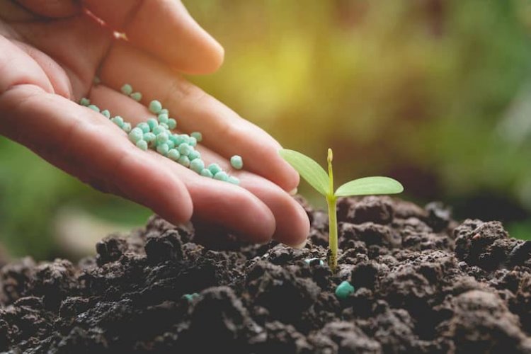 Bio-fertilisers can improve crop yields by 10-25pc: ICAR