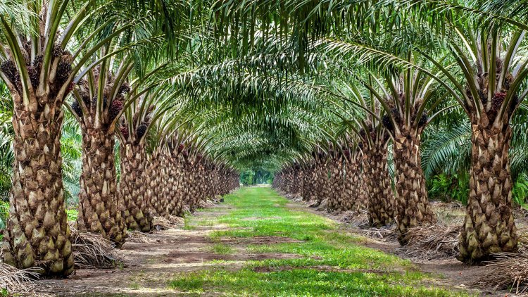 Oil palm cultivation undertaken in 11 states in three-week mega drive