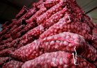 Centre Raises Onion Procurement Price to Rs 16.50/kg, Farmers Continue to Demand Higher Support Rate