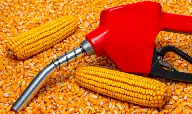 Govt to tackle grain supply issues for ethanol making; refutes ISMA sugar output advanced estimate