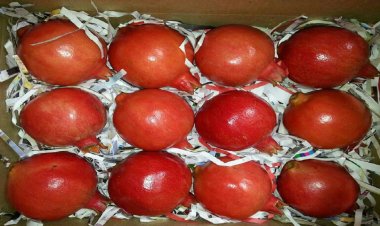 APEDA facilitates export pomegranate export to USA by air