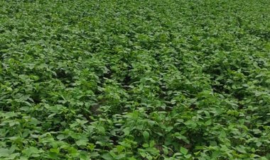 Pulses sowing continues to lag in rain-deficit regions